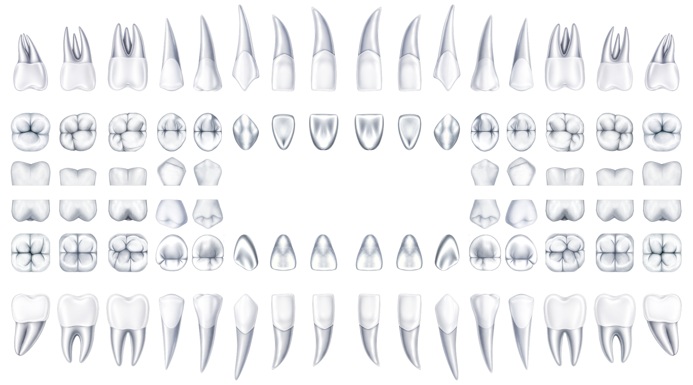 Stylized full-mouth radiograph series